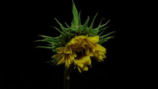 Sunflower stock footage