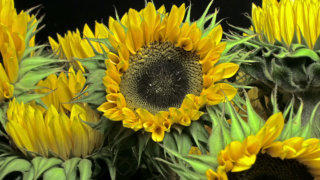 Sunflower stock footage