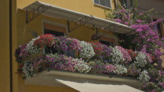 Balcony flowers stock footage