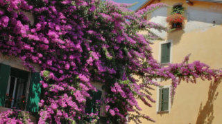 Ivy Bougainvillea flowers on house wall stock footage