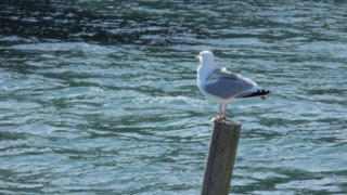 Seagull stock footage