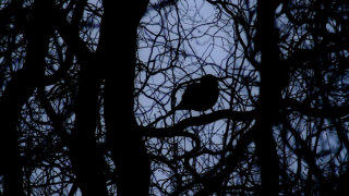 blackbird stock footage