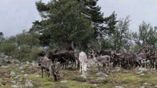 Caribou Reindeer stock footage