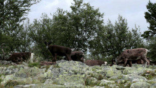 Caribou Reindeer stock footage