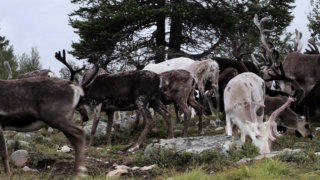 Caribou Reindeer stock footage