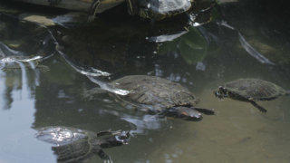 Turtle stock footage