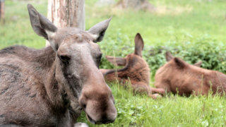 Moose Deer stock footage